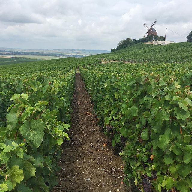 vinhedos Champagne Ardenne