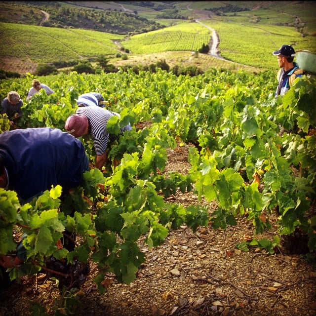 vinhedos Languedoc