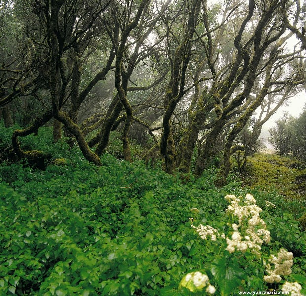 Natureza Gran Canaria